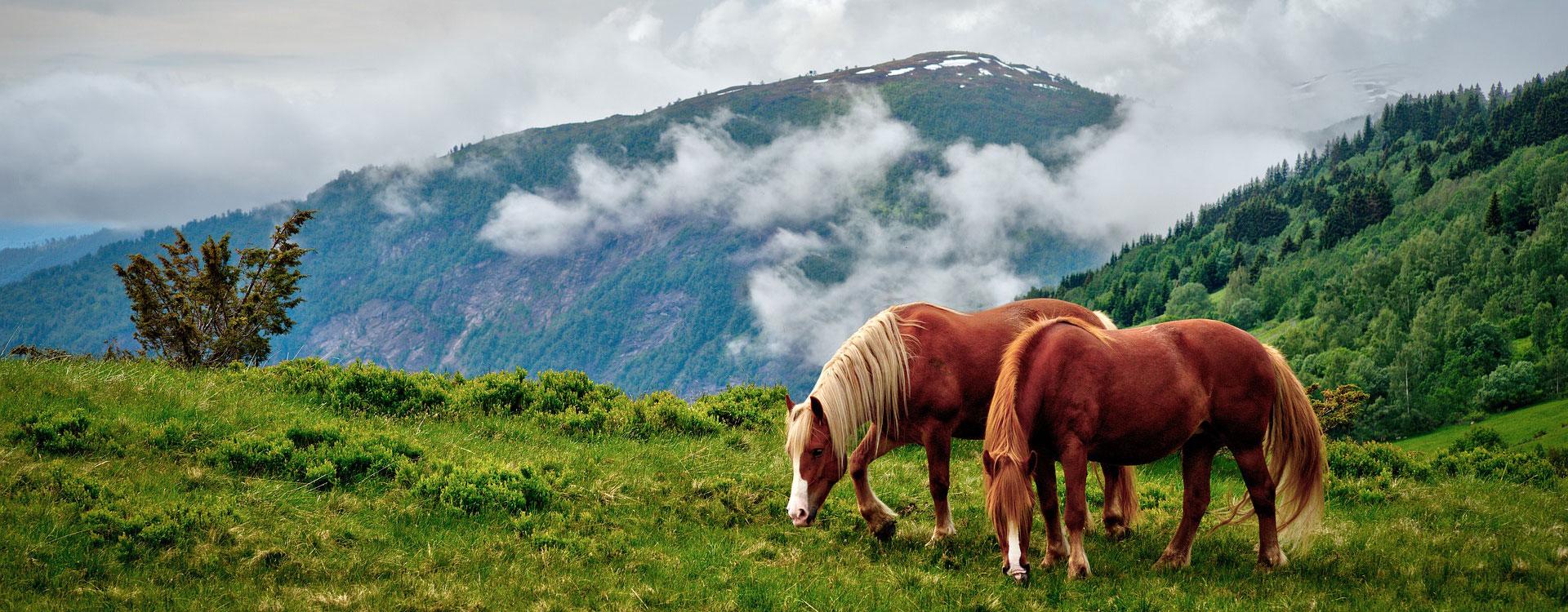 Equitazione Consorzio Turistico Mezzana Marilleva