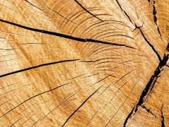 Escursione in Mountain Bike - Fattore Legno