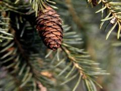 Tutti in funivia alla scoperta del bosco