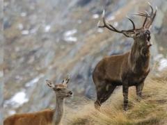 WILDLIFE WATCHING by Ursus Adventures