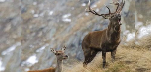 WILDLIFE WATCHING by Ursus Adventures