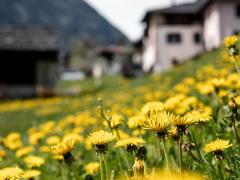 La primavera in Val di Sole